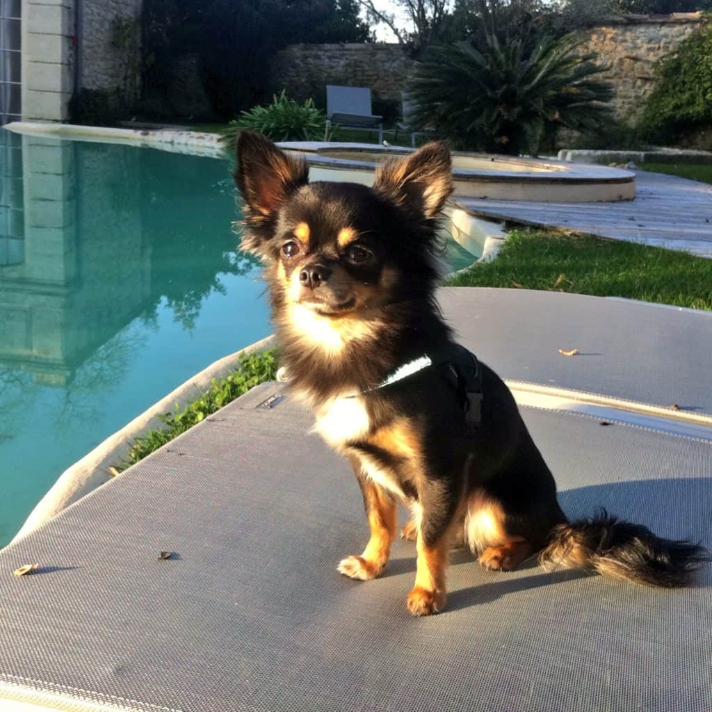 Depuis que j’ai adopté un chien, j’éternue tout le temps et j’ai l’impression de faire un début