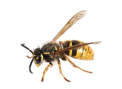 Allergique aux piqûres de guêpes : comment gérer l'urgence ?
