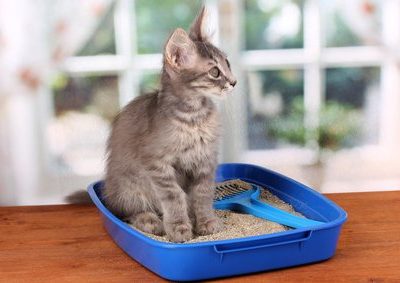 Le meilleur endroit pour changer la litière d'un animal par Dr Quéquet